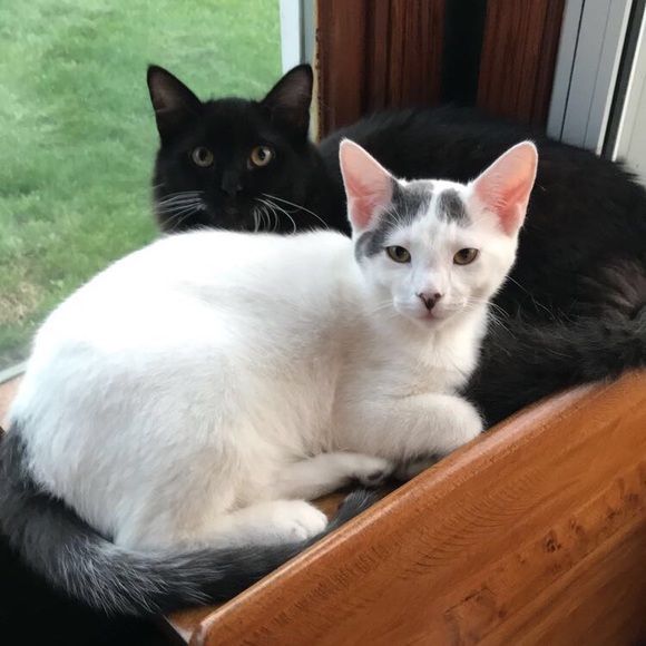 Meet the Posher - Picture 7 of 8